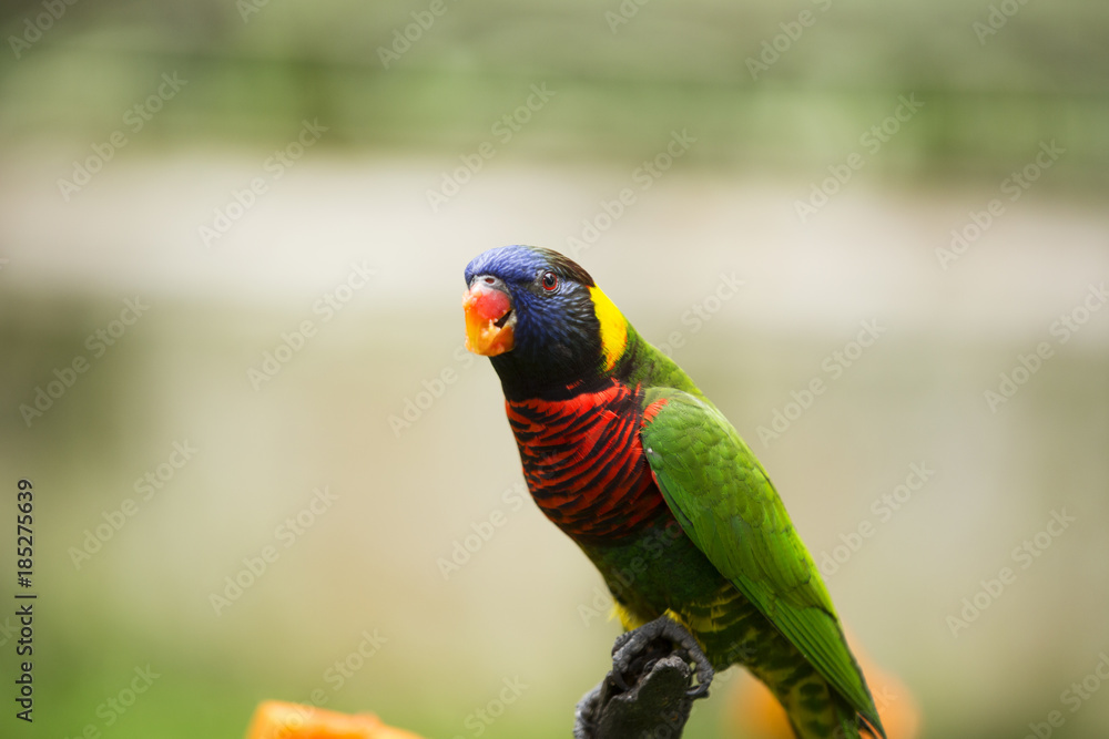 Naklejka premium Colorful Birds of Malaysia