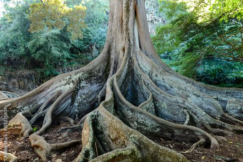 Giant Roots - Closeup view of big fig tree (Moreton Bay Fig, Ficus macrophylla) roots in Allerton Garden, Puipo, Kauai, Hawaii, USA.