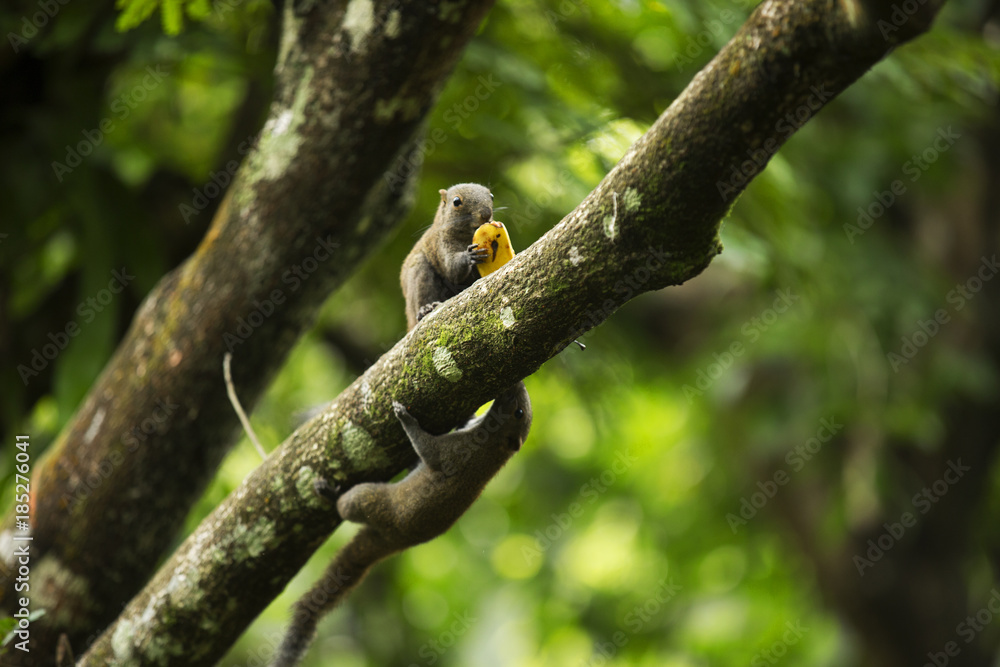 Wild Malaysian Squirrel 