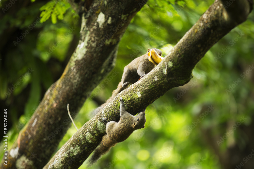 Wild Malaysian Squirrel 