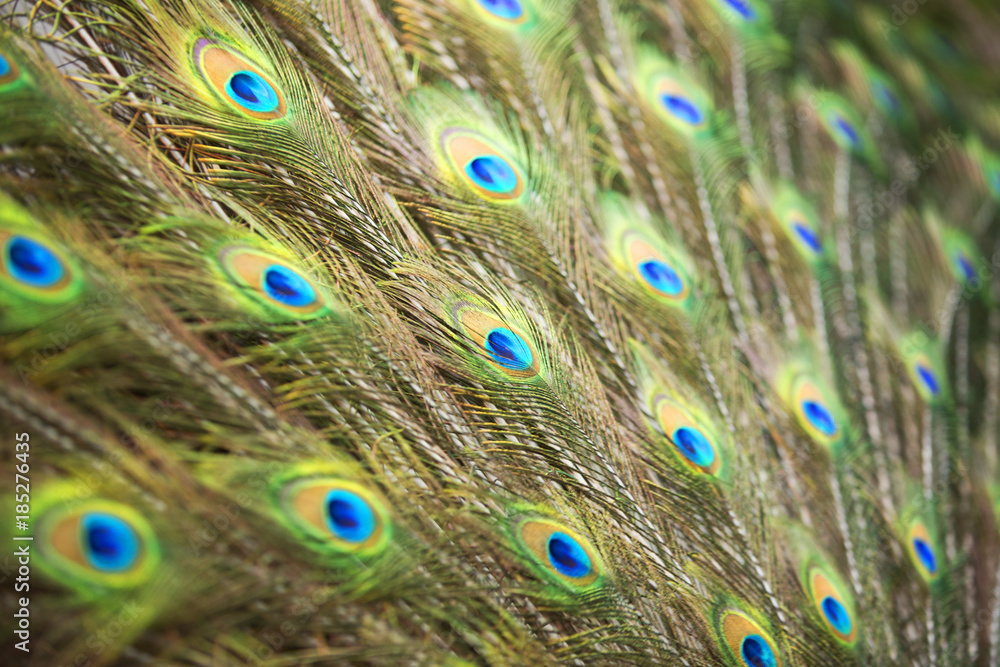 Fototapeta premium Peacocks of Malaysia