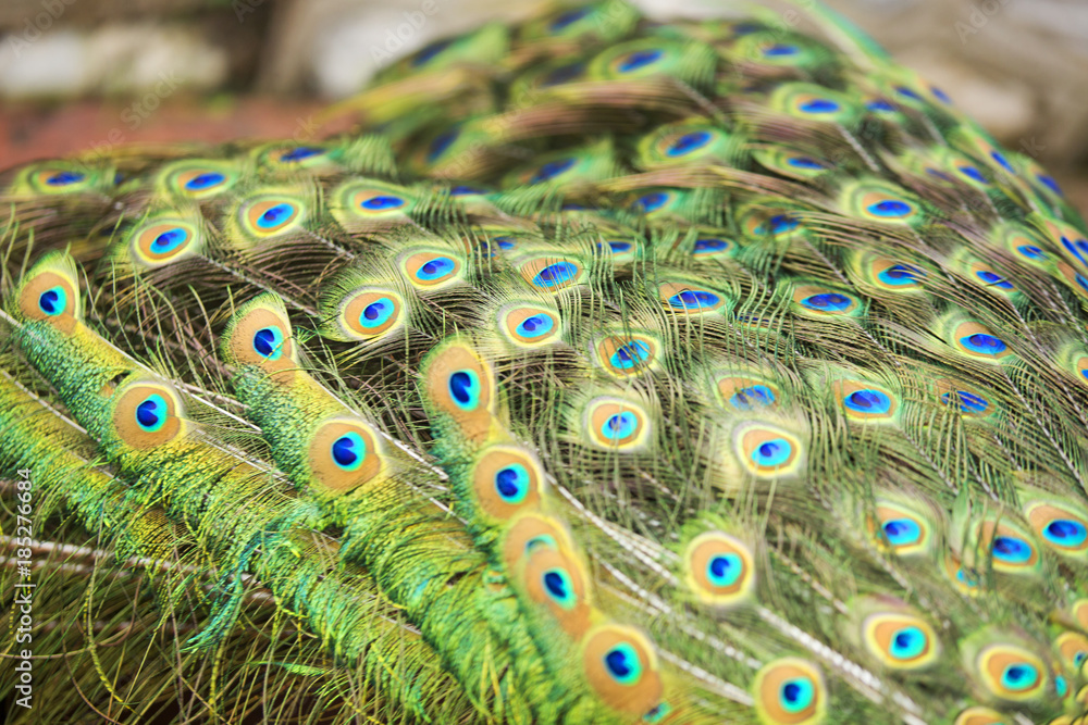 Obraz premium Peacocks of Malaysia