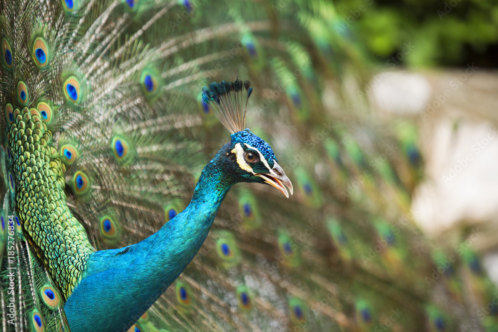 Obraz premium Peacocks of Malaysia