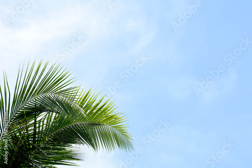 palm coconut leaf isolated on blue sky background
