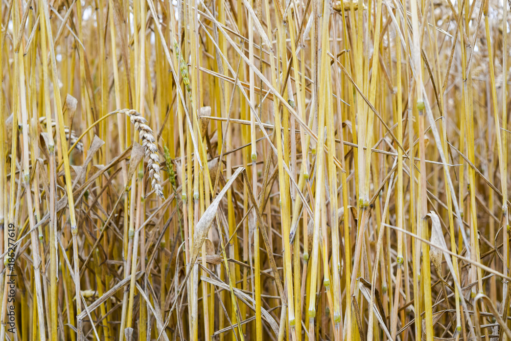field of wheat. Photo Shooting quadrocopters field of ripe crops. field of wheat. Photo Shooting quadrocopters field of ripe crops.