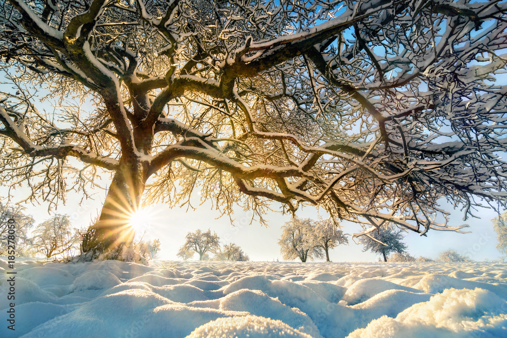Fototapeta premium Zimowy krajobraz ze słońcem za pięknym drzewem