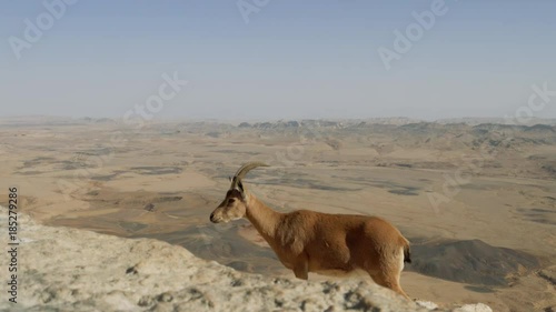 A Nubian ibex on the edges of Makhtesh Ramon Crater, Negev desert, Israel.