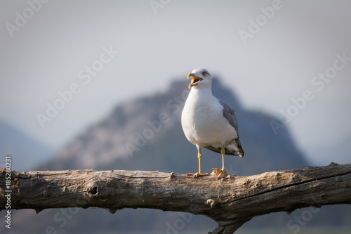 Seagull in Montenegro