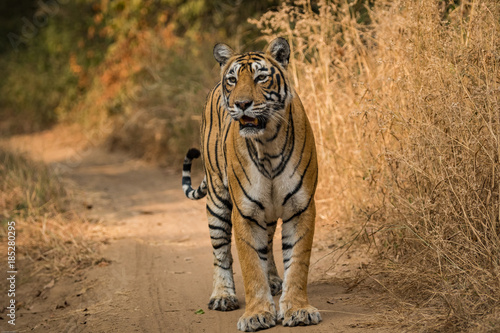 A tigress from ranthambore national park