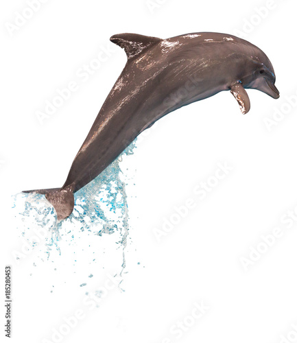 Jumping dolphin isolated