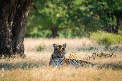 A tigress, ranthambore national park