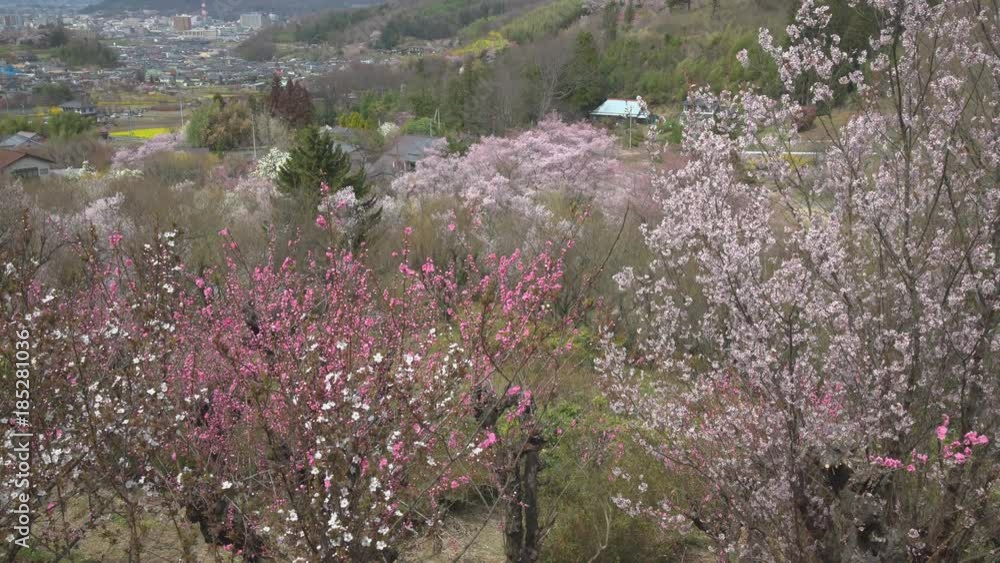 福島県 花見山公園 春 Japan scenery spring 