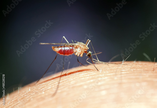 dangerous insect nasty mosquito drinks the blood of the pierced human skin photo