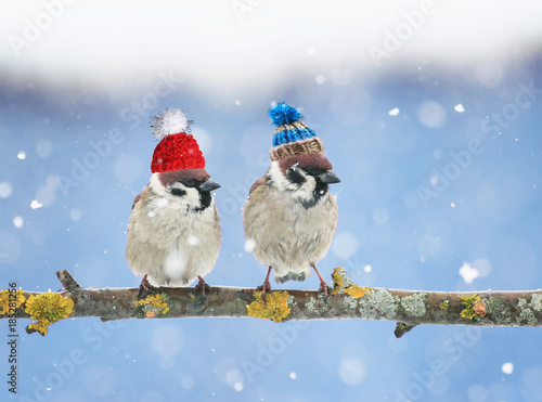two cute little birds in funny knit hats in the winter sitting on a branch in the garden in the snow