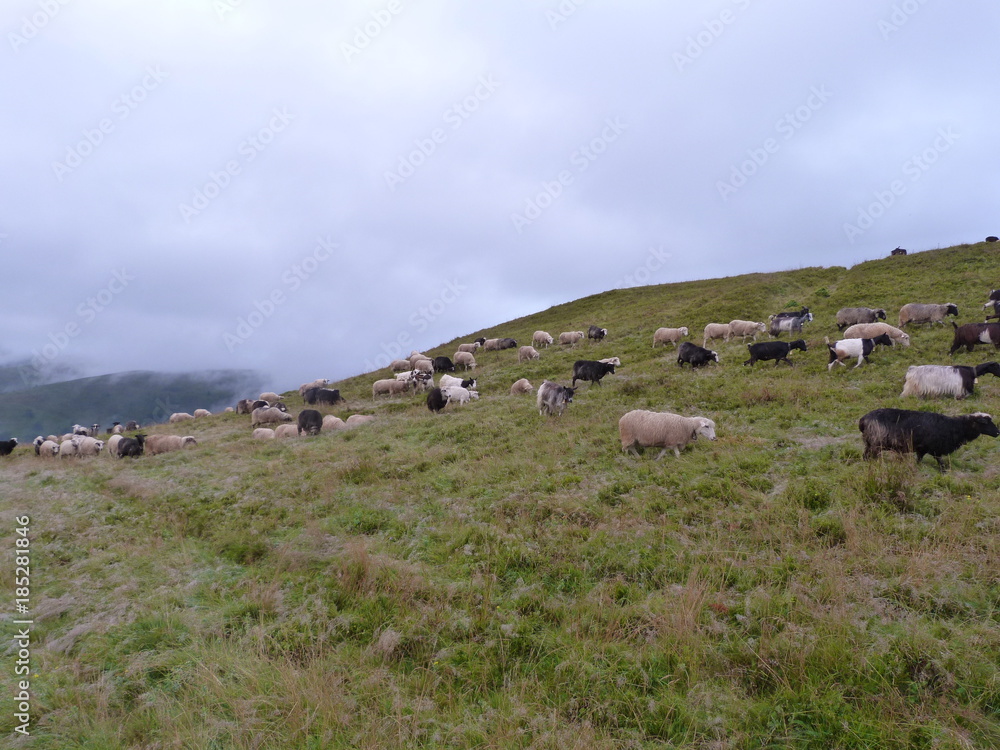 pastures of sheep on top of mountain ranges. pastures of sheep on top of mountain ranges.