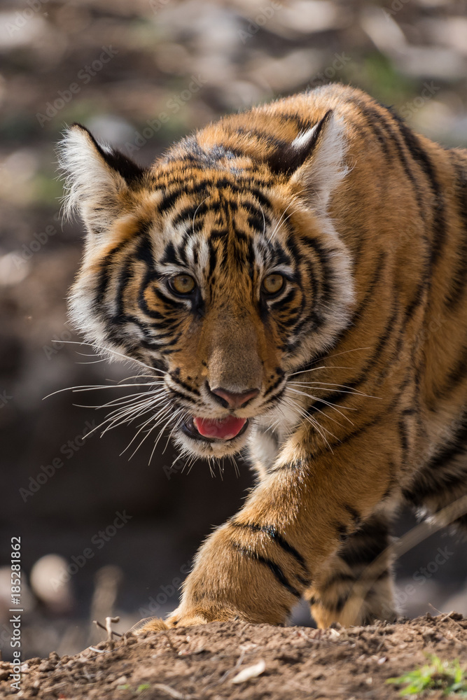 A beautiful female cub from Ranthambore National Park A beautiful female cub from Ranthambore National Park