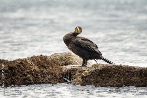 Great Cormorant, (Phalacrocorax Carbo) photo