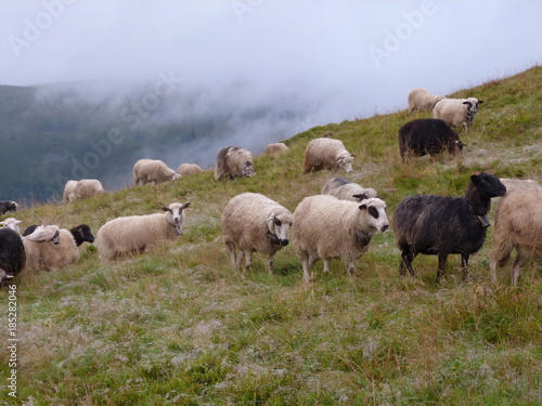 pastures of sheep on top of mountain ranges near the clouds. © Hennadii