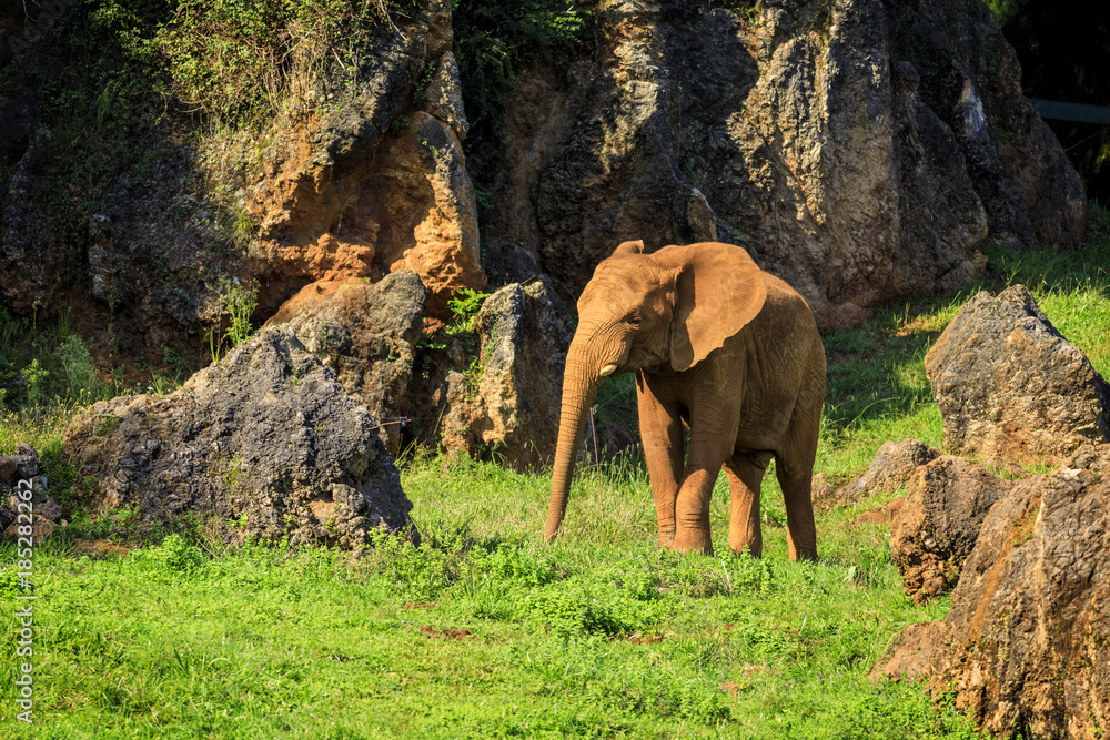 Obraz premium Elephant in Cabarceno Natural Park, Cantabria, Spain