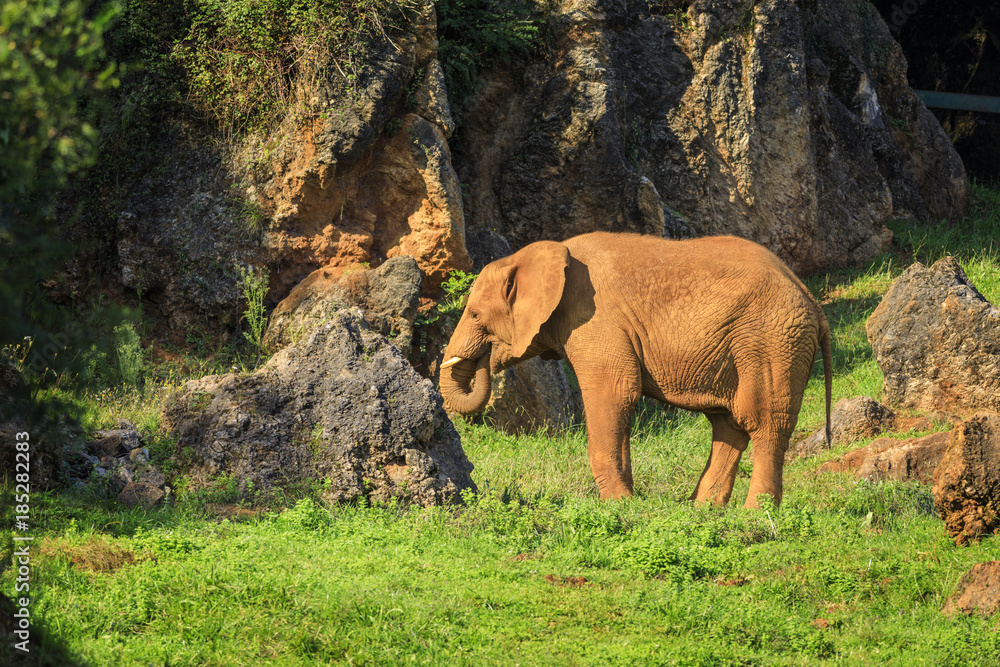 Obraz premium Elephant in Cabarceno Natural Park, Cantabria, Spain