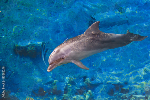 The yong Bottlenose dolphin is swimming in red sea photo