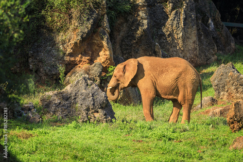 Elephant in Cabarceno Natural Park, Cantabria, Spain photo