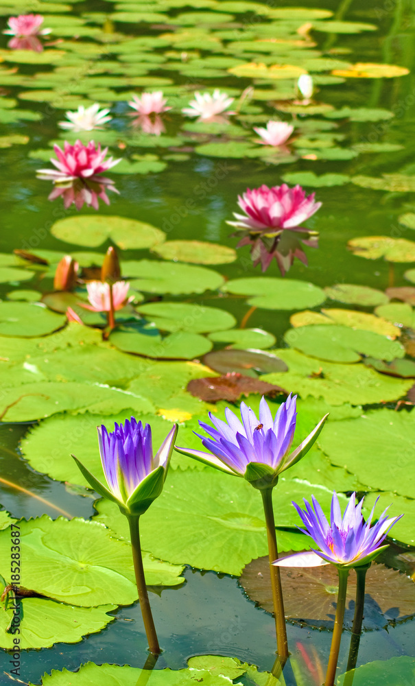 image of lotus flower on the water image of lotus flower on the water