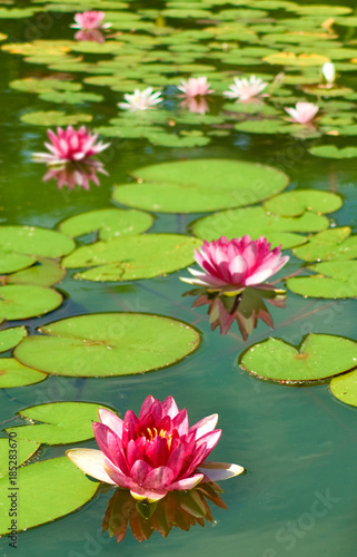  lotus flower on the water