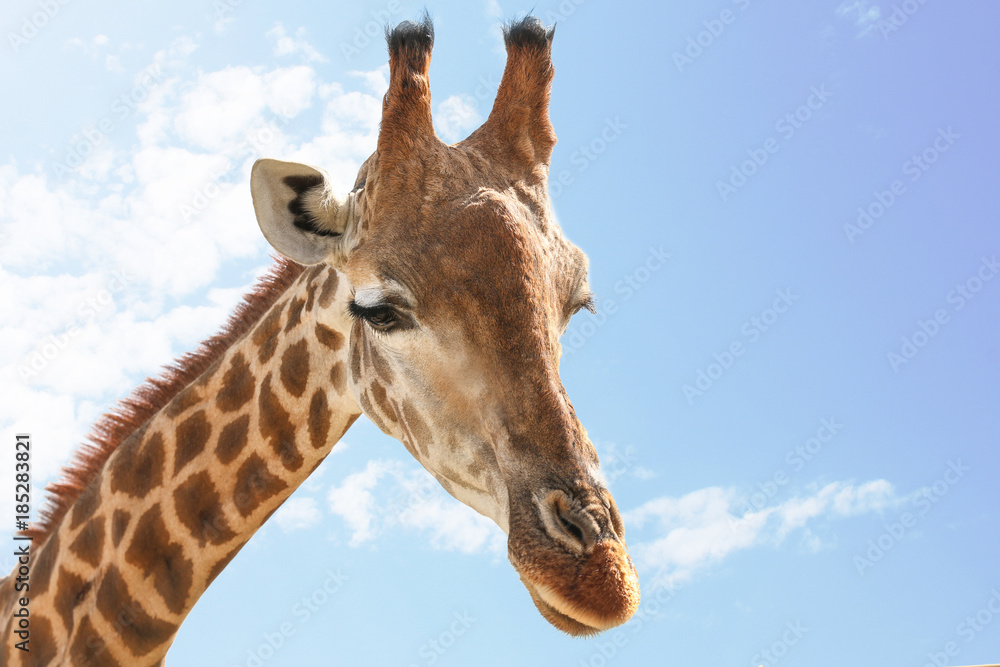 Cute giraffe against blue sky Cute giraffe against blue sky