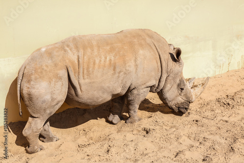 White rhinoceros in zoological garden © Africa Studio