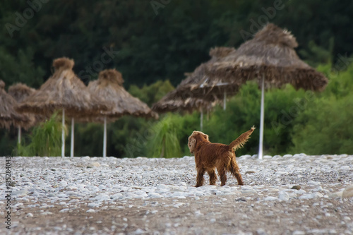 Dog on the beach