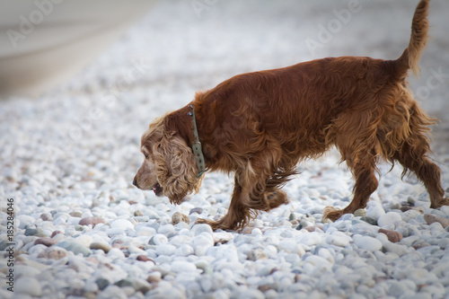 Dog on the beach