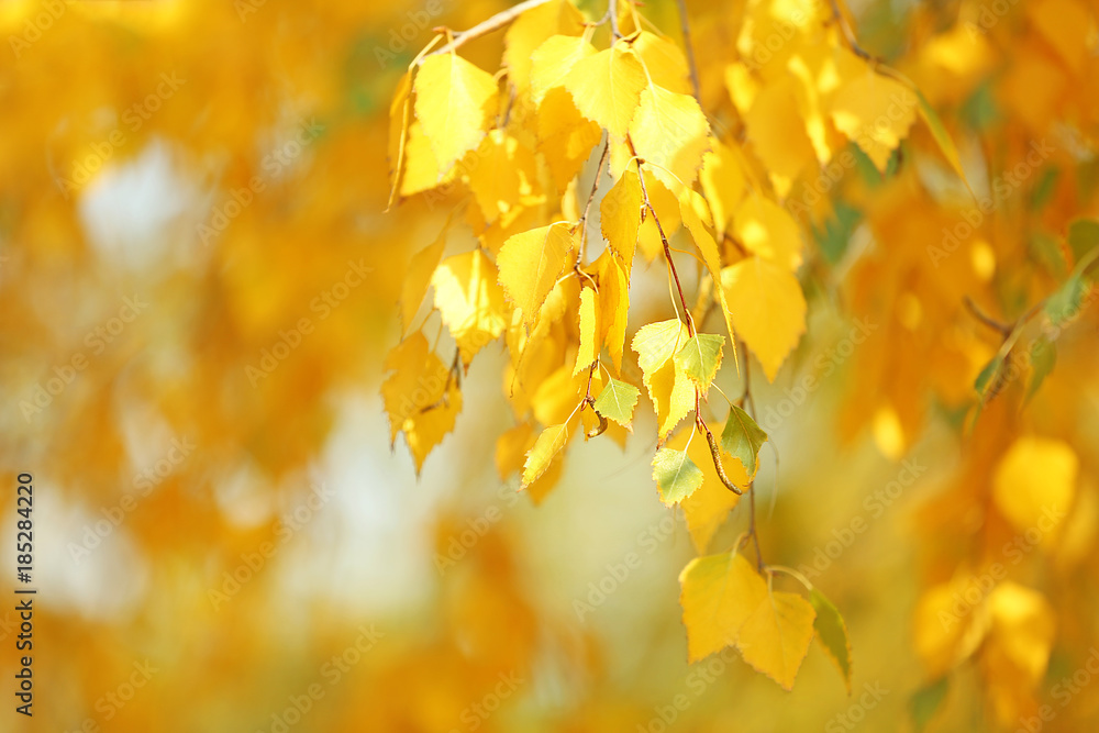 Tree branches with golden leaves in autumn park Tree branches with golden leaves in autumn park