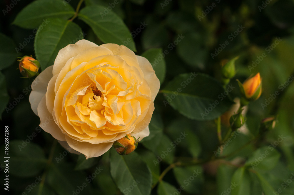 Bush of fresh yellow roses blooms in the garden. Beautiful tender rose with buds against a background of blurry green leaves. Bush of fresh yellow roses blooms in the garden. Beautiful tender rose with buds against a background of blurry green leaves.