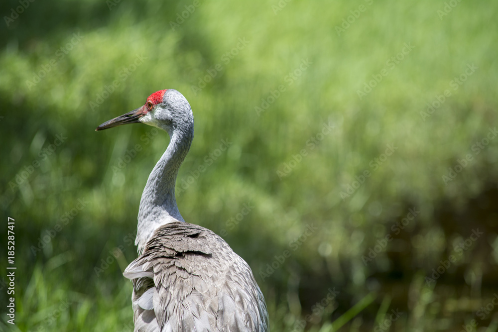 Fototapeta premium Beautiful bird in wetlands