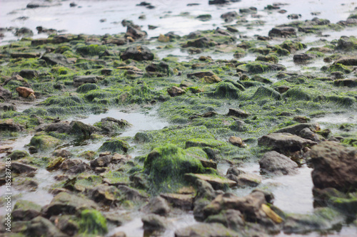 stones with green algae on the seashore