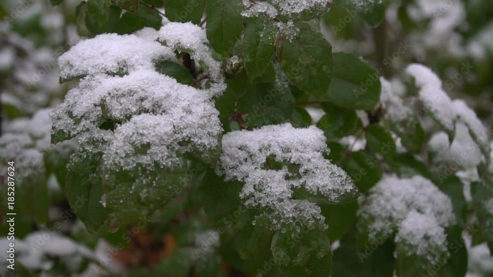 Snow on the green leaves. Natural landscape. Beginning of a cold winter period with changing weather. Close-up Snow on the green leaves. Natural landscape. Beginning of a cold winter period with changing weather. Close-up