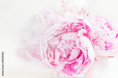 Fresh bunch of pink peonies on light background