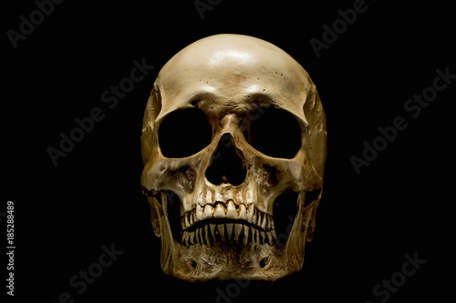 Skull isolated on black 
