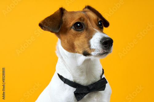 Portrait of a dog breed of Jack Russell on the neck on a yellow background. Background for your text and design 