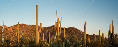 Fotografía Saguaro National Park Desert Sunrise Panorama