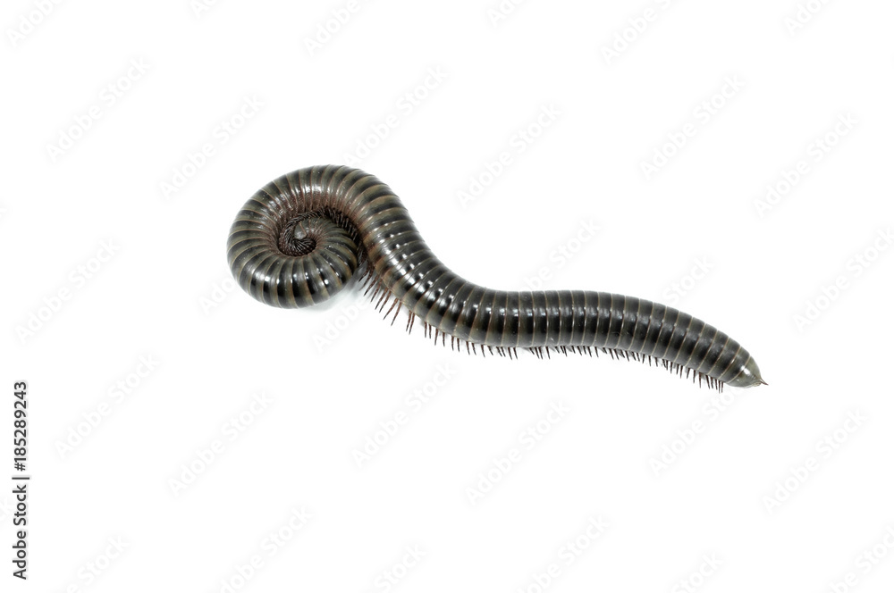Naklejka premium animal millipede on white background