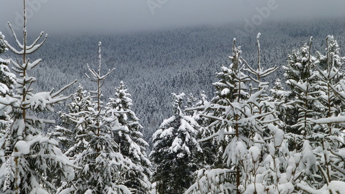 Winterwald in Klingenthal photo