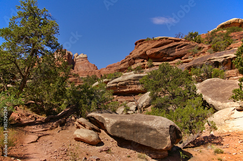 Rocky cliff with trees and desert plants, Canyonlands National Park, USA