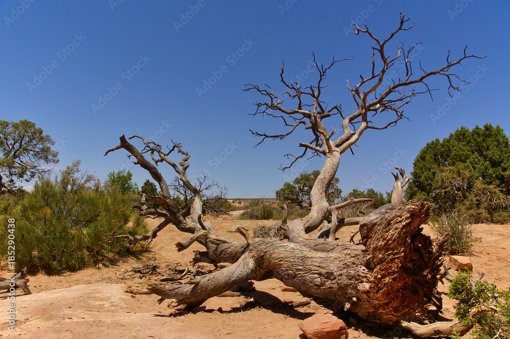 Dead tree in the desert, Arches National Park, Utah, USA
