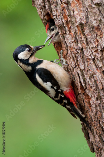 Female great woodpecker feeding youngster popping from a tree