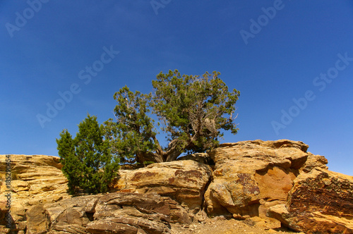 Yellow rocks in the desert with small crooked bushes growing on top of them in front of the blue sky