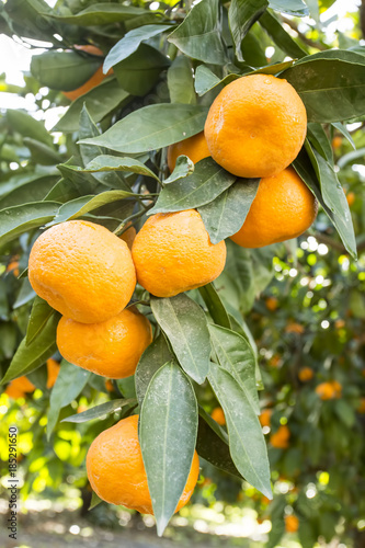 Tangerine tree