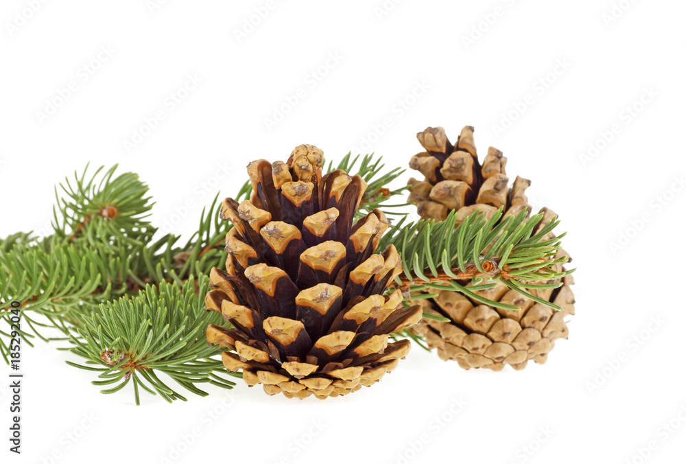 Branch of fir-tree and cones on a white background, closeup Branch of fir-tree and cones on a white background, closeup