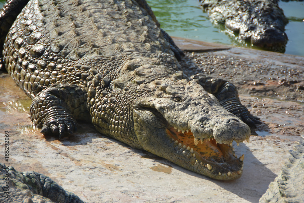 Obraz premium The smile crocodile